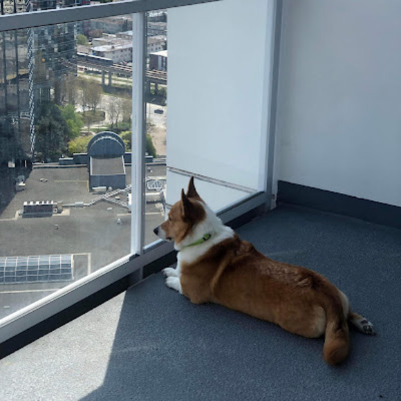 Meet your Posher, Bing - Picture 1 of 1